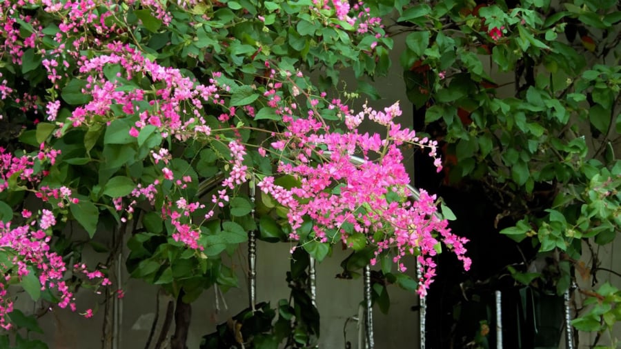 Có nên trồng hoa ti gôn (tigon), loài hoa đẹp nhưng buồn trước nhà?