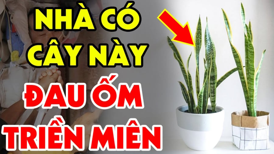 Trồng 1 cây cũng đủ tổn phúc, tiền của không cánh mà bay