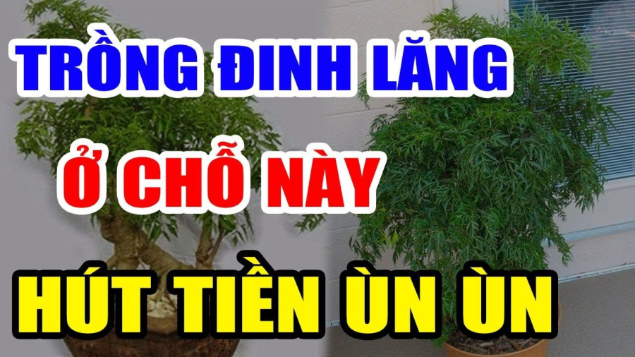 Vị trí tốt nhất trồng Đinh Lăng thu hút tài lộc, cây càng lâu năm gia chủ càng giàu có