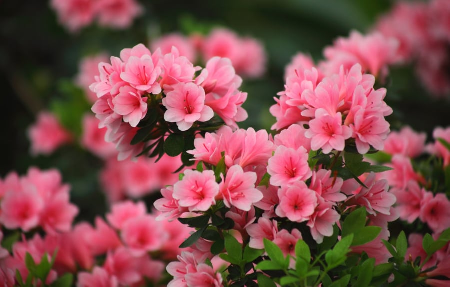 Điểm danh 3 loại hoa “đậm mùi phú quý, trồng cả chục năm mà vẫn đẹp mỹ miều, càng trồng lâu càng có giá