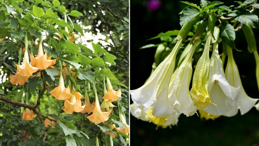 7 loại hoa đẹp nhưng trồng trong nhà mang lại xui xẻo